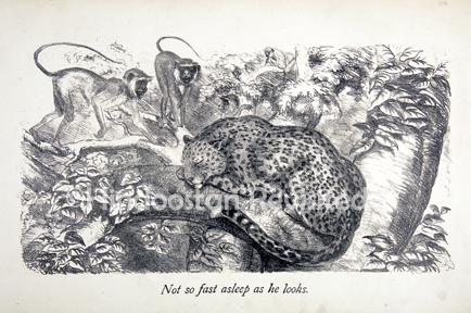 /data/Original Prints/Natural History/FELIS PARDUS - THE PANTHAR - TENDUA AND SEMNOPITHECUS ENTELLUS - THE ENTELLUS MONKEY - LUNGOOR.jpg